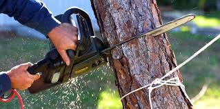 Professional Tree Care in Sayreville, NJ