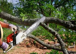 Best Tree Mulching  in Sayreville, NJ