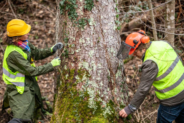 Best Tree Health Inspection  in Sayreville, NJ
