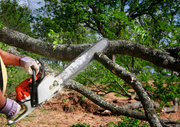 How Our Tree Care Process Works  in  Sayreville, NJ